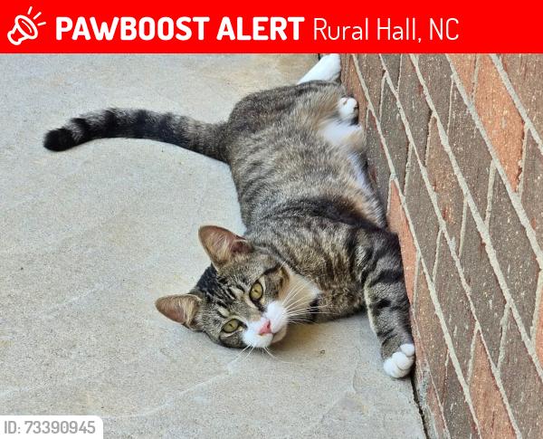 Lost Male Cat last seen Church St and Paso St., Rural Hall, NC 27045