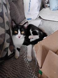 Found/Stray Female Cat last seen Near st Torrance CA 90502, Torrance, CA 90501