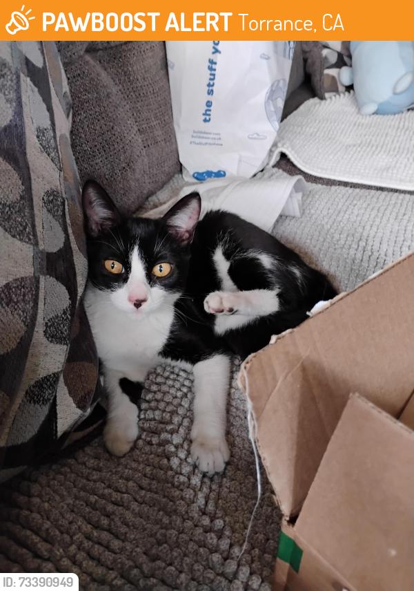 Found/Stray Female Cat last seen Near st Torrance CA 90502, Torrance, CA 90501