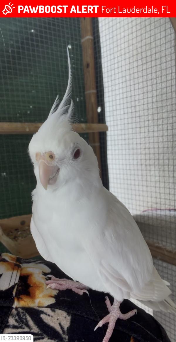 Lost Unknown Bird last seen Fort lauderdale, Fort Lauderdale, FL 33312
