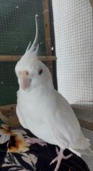 Lost Unknown Bird last seen Fort lauderdale, Fort Lauderdale, FL 33312