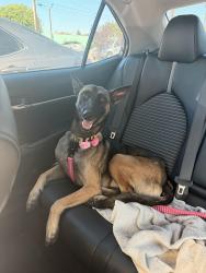 Lost Female Dog last seen Near Western and Rosecrans, Gardena, CA 90247