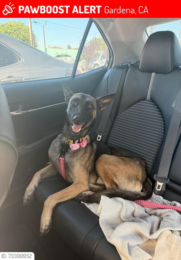 Lost Female Dog last seen Near Western and Rosecrans, Gardena, CA 90247