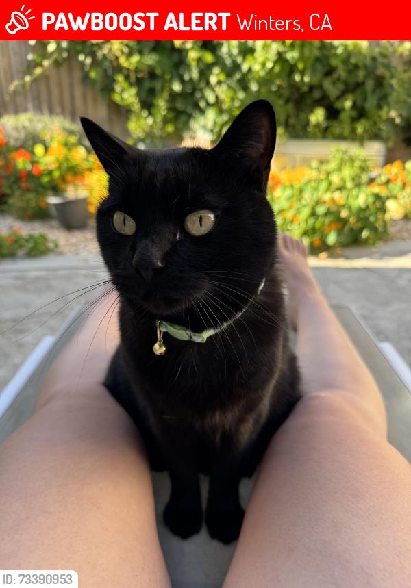 Lost Male Cat last seen Wyatt ln and Neimann St, Winters, CA 95694