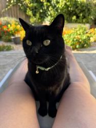 Lost Male Cat last seen Wyatt ln and Neimann St, Winters, CA 95694
