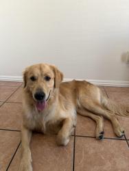Found/Stray Male Dog last seen N Midway Dr, Escondido, CA 92027