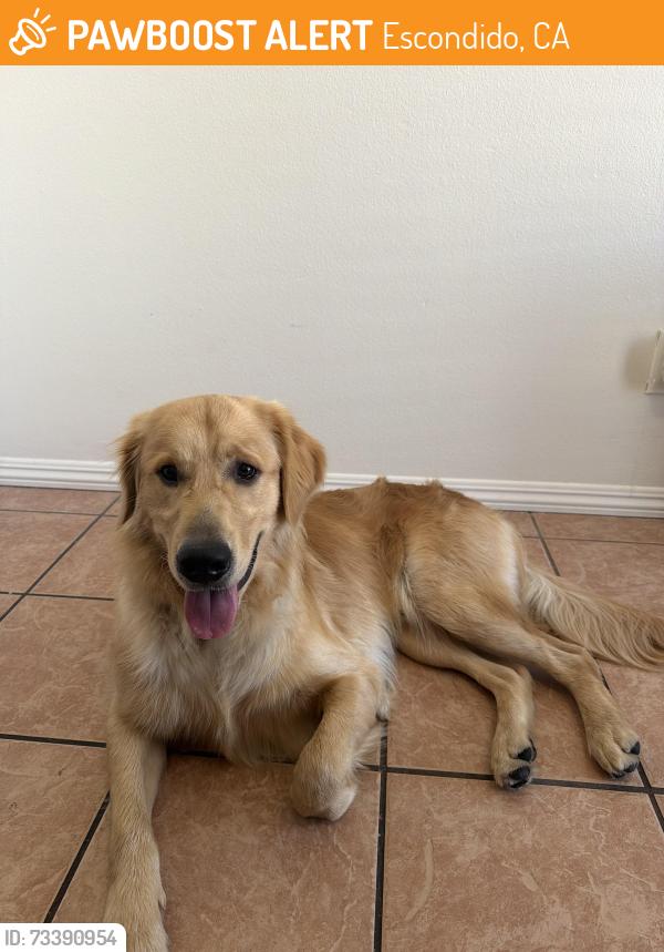Found/Stray Male Dog last seen N Midway Dr, Escondido, CA 92027