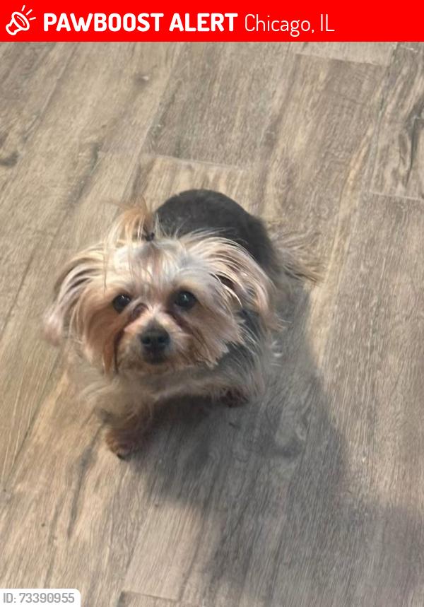 Lost Female Dog last seen N Lockwood and crystal, Chicago, IL 60651