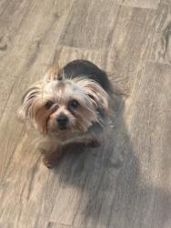 Lost Female Dog last seen N Lockwood and crystal, Chicago, IL 60651