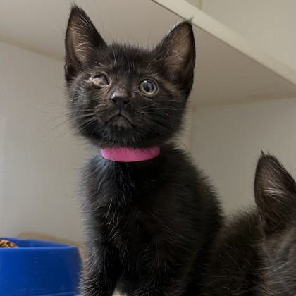 Shelter Stray Female Cat last seen Near E. 17th St, Oakland, CA, 1101 29th Ave, Oakland, CA 94601, USA