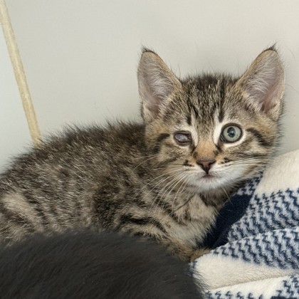 Shelter Stray Male Cat last seen Near E. 17th St, Oakland, CA, 1101 29th Ave, Oakland, CA 94601, USA