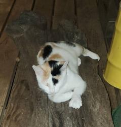 Lost Female Cat last seen Cornelia Rd., Brierfield, AL 35035