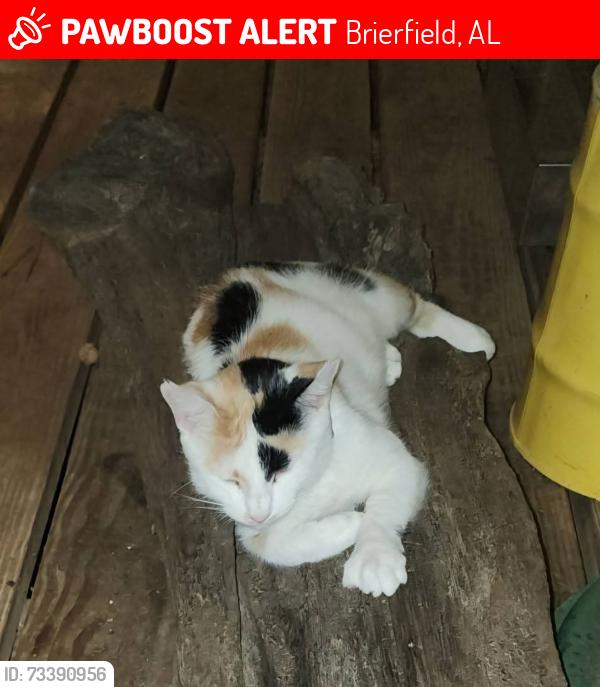 Lost Female Cat last seen Cornelia Rd., Brierfield, AL 35035
