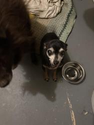 Lost Female Dog last seen Lakeview, Nuevo, CA 92567