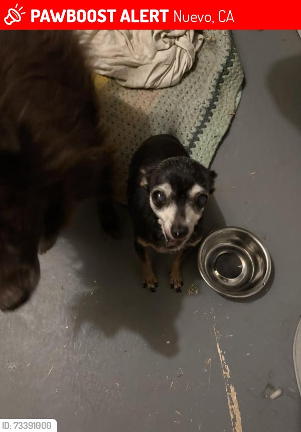 Lost Female Dog last seen Lakeview, Nuevo, CA 92567