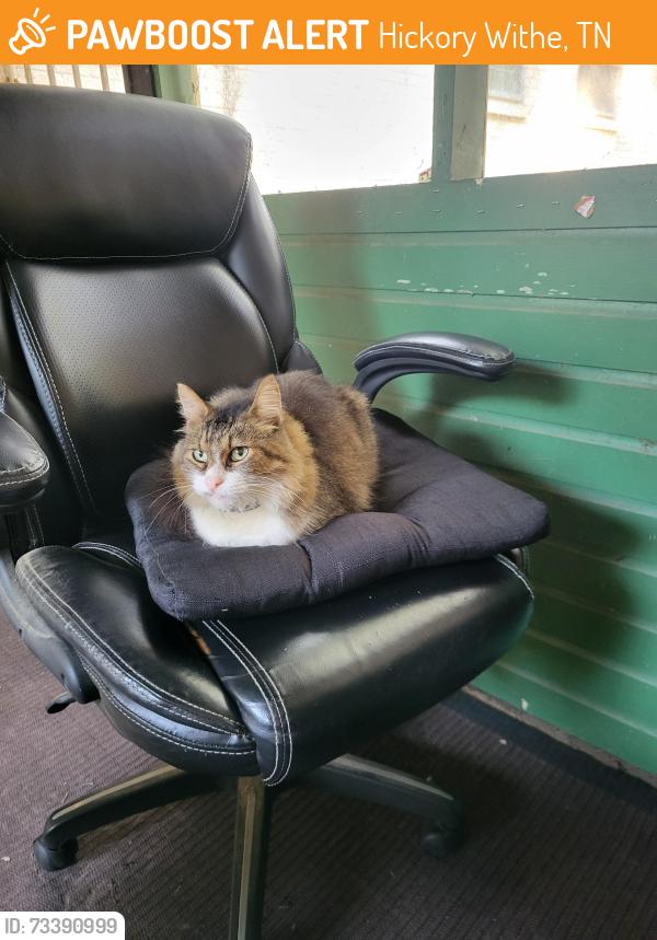 Found/Stray Female Cat last seen Cherry and Greenbrier Rd, Hickory Withe, TN 38028