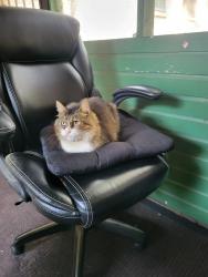 Found/Stray Female Cat last seen Cherry and Greenbrier Rd, Hickory Withe, TN 38028