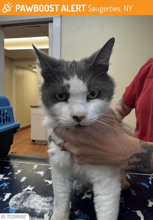 Found/Stray Female Cat last seen Near kings highway, Saugerties, NY 12477