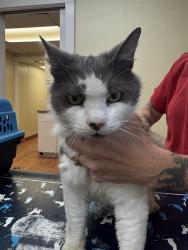 Found/Stray Female Cat last seen Near kings highway, Saugerties, NY 12477