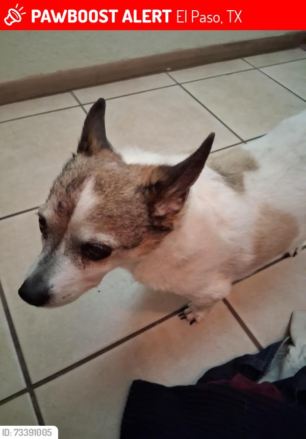 Lost Female Dog last seen George dieter, El Paso, TX 79936