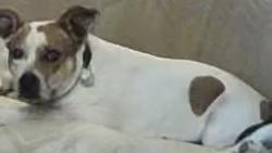 Reunited Female Dog last seen Pebble Beach and La Paz, Victorville, CA 92395