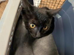 Shelter Stray Male Cat last seen Near E San Ysidro Boulevard, San Diego, CA, 92173, 5500 Gaines St, San Diego, CA 92110, USA
