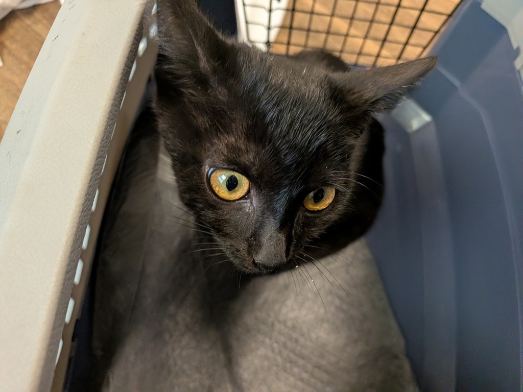Shelter Stray Male Cat last seen Near E San Ysidro Boulevard, San Diego, CA, 92173, 5500 Gaines St, San Diego, CA 92110, USA