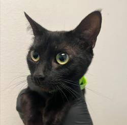 Shelter Stray Male Cat last seen Near Harbinson Avenue, San Diego, CA, 92115, 5500 Gaines St, San Diego, CA 92110, USA