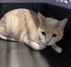 Shelter Stray Female Cat last seen Near Rock Springs Road, San Marcos, CA, 92069, Escondido, CA 92027, USA