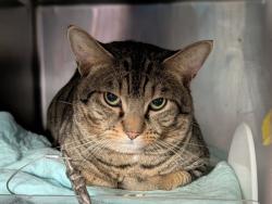 Shelter Stray Male Cat last seen Apt 2B,1997 Lexington Avenue, NEW YORK, NY, 10035, 326 E 110th St, New York, NY 10029, USA