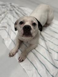 Shelter Stray Female Dog last seen Near High Street, La Mesa, CA, 91941, 5500 Gaines St, San Diego, CA 92110, USA
