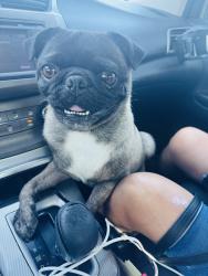 Found/Stray Male Dog last seen Country club Rd. - Morrison Pl, Garland, TX 75040, Garland, TX 75043