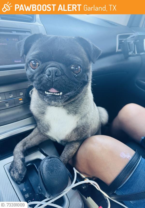 Found/Stray Male Dog last seen Country club Rd. - Morrison Pl, Garland, TX 75040, Garland, TX 75043