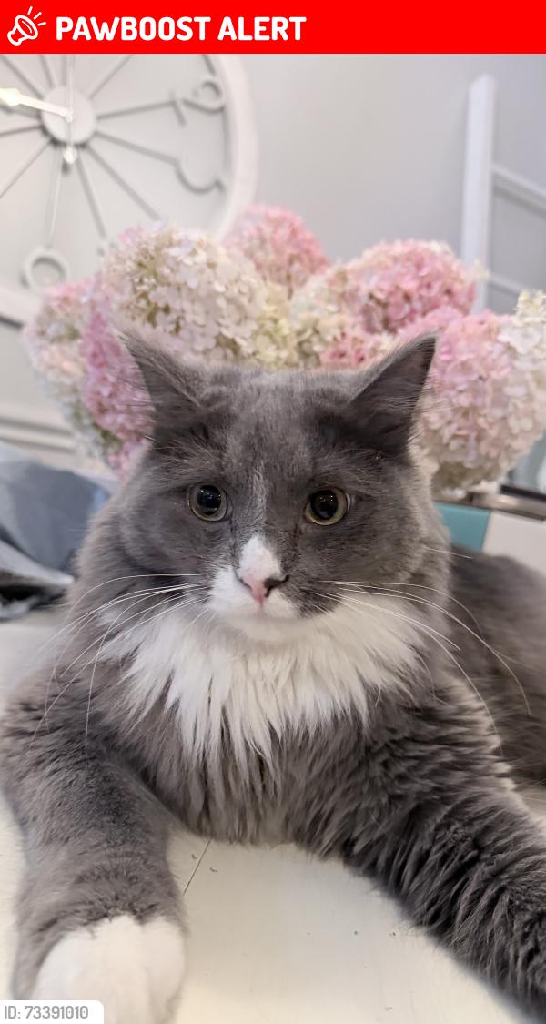 Lost Male Cat last seen Pontiac Lake Rd and Tull Rd., Waterford Township, MI 48328