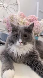 Lost Male Cat last seen Pontiac Lake Rd and Tull Rd., Waterford Township, MI 48328