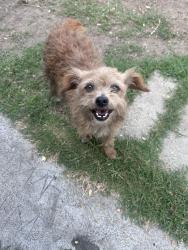 Found/Stray Female Dog last seen Denker, Los Angeles, CA 90047