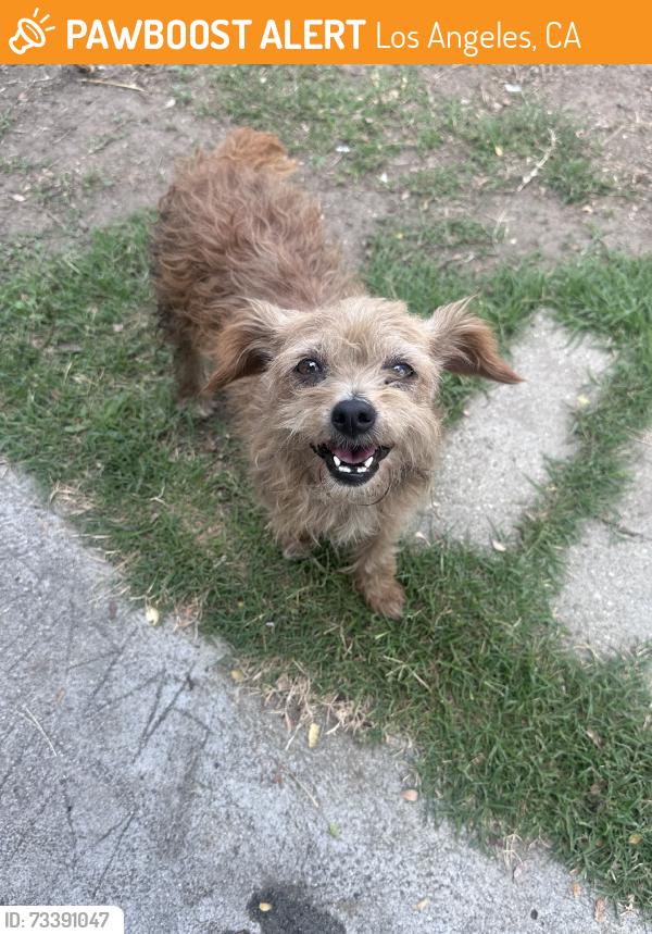 Found/Stray Female Dog last seen Denker, Los Angeles, CA 90047
