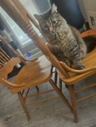 Reunited Female Cat last seen Near Admiralty Way, Everett, WA 98204, USA, Everett, WA 98204