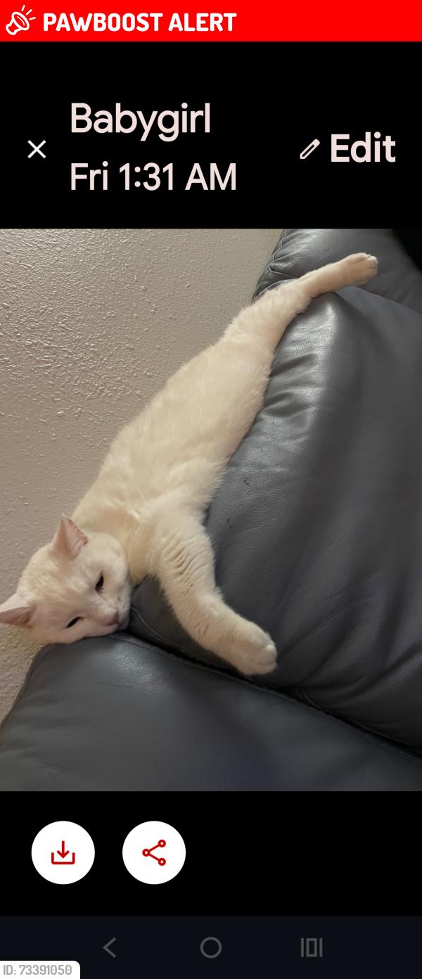 Lost Female Cat last seen Stockton blvd and jansen, Sacramento County, CA 95824