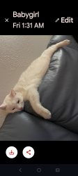 Lost Female Cat last seen Stockton blvd and jansen, Sacramento County, CA 95824
