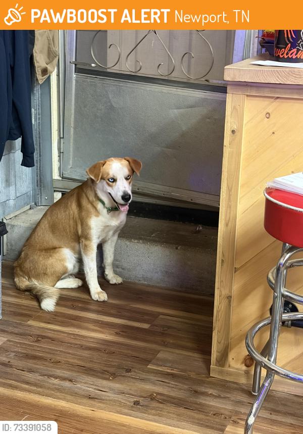 Found/Stray Male Dog last seen Newport city park, Newport, TN 37821