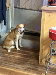 Found/Stray Male Dog last seen Newport city park, Newport, TN 37821