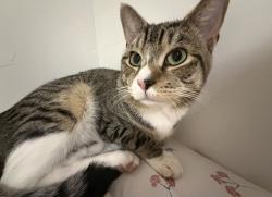 Reunited Male Cat last seen Freeport, NY, USA, Freeport, NY 11520