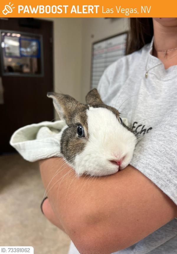 Found/Stray Male Rabbit last seen Behind RC Willey, located in the desert, Las Vegas, NV 89135