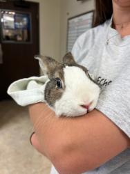 Found/Stray Male Rabbit last seen Behind RC Willey, located in the desert, Las Vegas, NV 89135