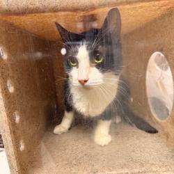 Shelter Stray Female Cat last seen , Animal Care & Control Team of Philly, 111 W Hunting Park Ave, Philadelphia, PA 19140, USA