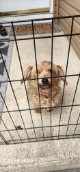 Found/Stray Female Dog last seen Round Lake heights, Round Lake Heights, IL 60073