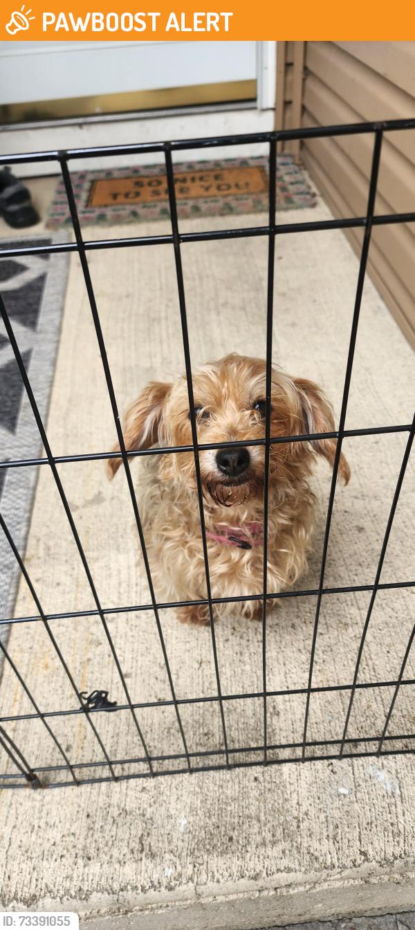 Found/Stray Female Dog last seen Round Lake heights, Round Lake Heights, IL 60073