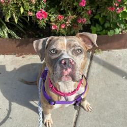 Shelter Stray Female Dog last seen , Animal Care & Control Team of Philly, 111 W Hunting Park Ave, Philadelphia, PA 19140, USA
