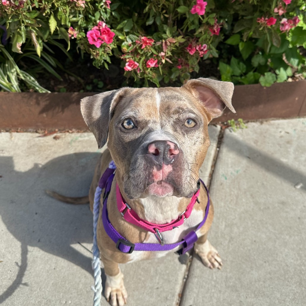 Shelter Stray Female Dog last seen , Animal Care & Control Team of Philly, 111 W Hunting Park Ave, Philadelphia, PA 19140, USA